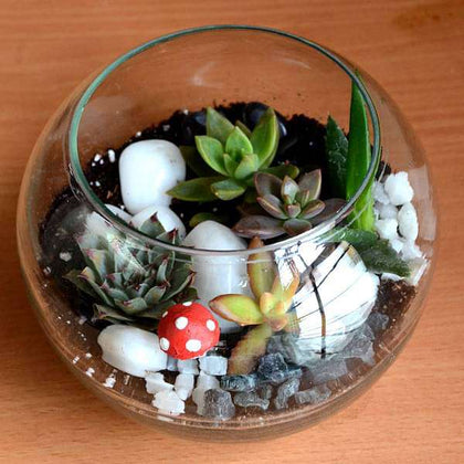 Buy Spherical desert plant terrarium (5.5in Ht) online from Nurserylive at  lowest price
