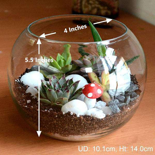 spherical desert plant terrarium (5.5in ht) 