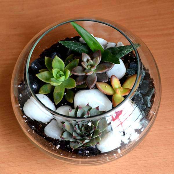 Buy Spherical desert plant terrarium (5.5in Ht) online from Nurserylive ...