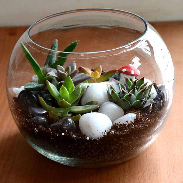 Buy Spherical desert plant terrarium (5.5in Ht) online from Nurserylive at  lowest price