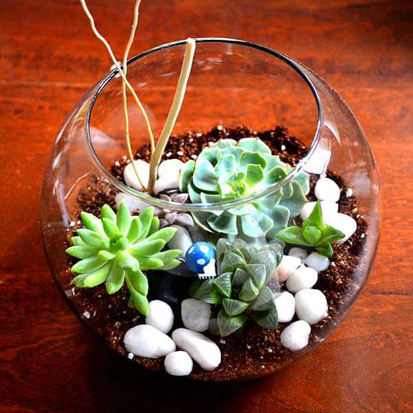 Buy Spherical succulent terrarium (7.5in Ht) online from Nurserylive at ...
