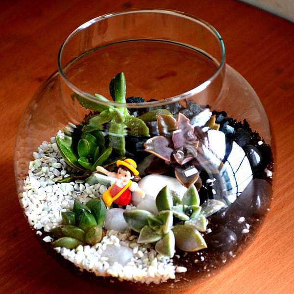 succulent globe terrarium (6in ht) 