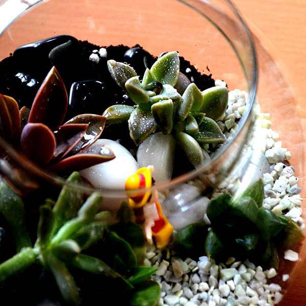 Buy Succulent globe terrarium (6in Ht) online from Nurserylive at ...