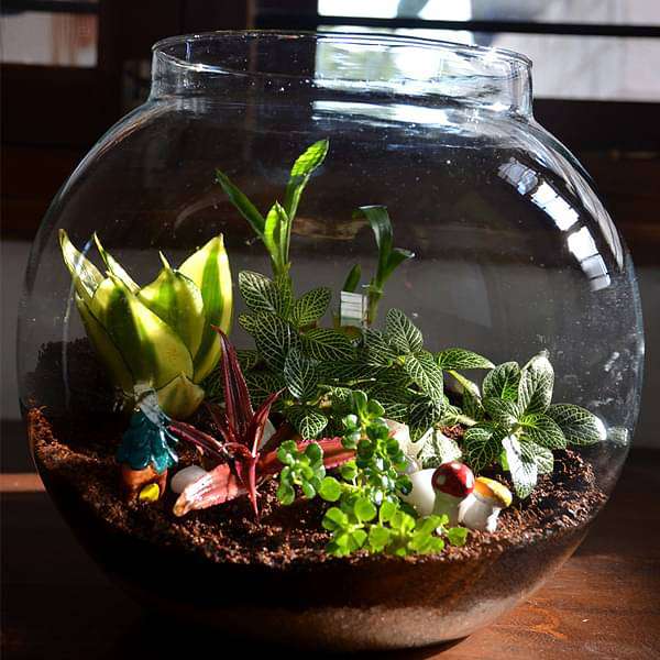 terrarium with live plants Buy Versatile round terrarium (10in Ht) online from Nurserylive at lowest price