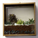 wall mounting square terrarium (10in ht) 