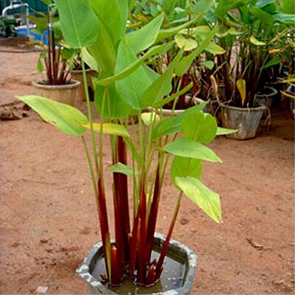 water canna - plant