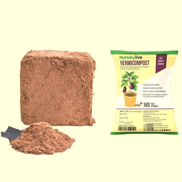 Buy Cassia fistula, Golden shower Tree, Bahava - Plant online from ...