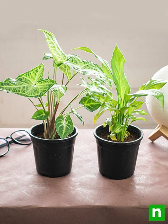 Top 2 Plants for Clean Indoor Air (Diwali Special)