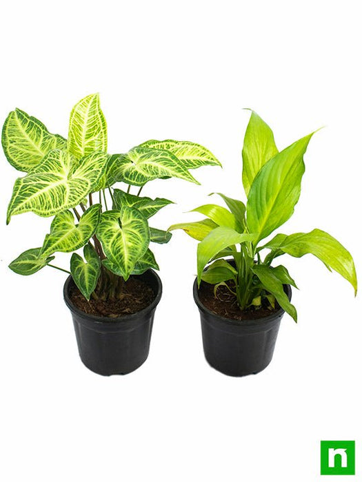 Top 2 Plants for Clean Indoor Air