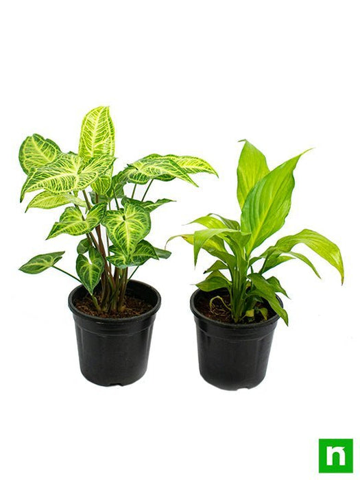Top 2 Plants for Clean Indoor Air (Diwali Special)
