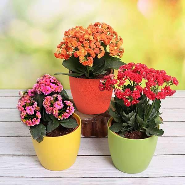 Buy Top 3 Beautiful Kalanchoe Flowers of the Season online from Nurserylive at lowest price.
