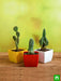 top 3 cactus plants pack 