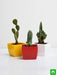 top 3 cactus plants pack 