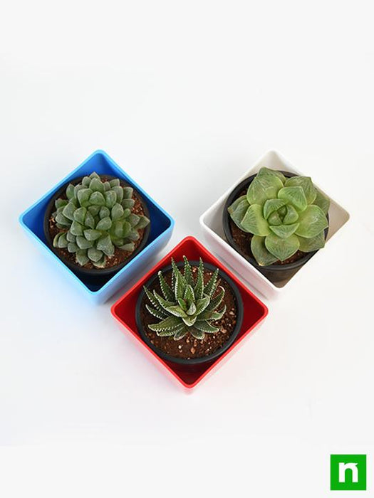 top 3 hard to kill succulent pack 