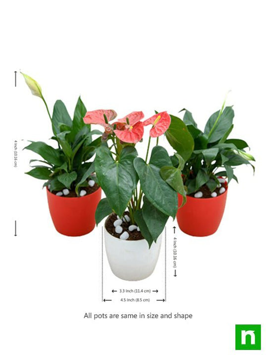 Buy Top 3 Flowering Indoor Plants to Purify Air online from Nurserylive