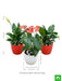 top 3 flowering indoor plants to purify air 