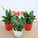 top 3 flowering indoor plants to purify air 