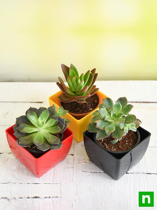 top 3 succulent plants pack 