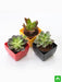top 3 succulent plants pack 