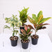 top 4 colorful foliage house plants for indoor decoration 
