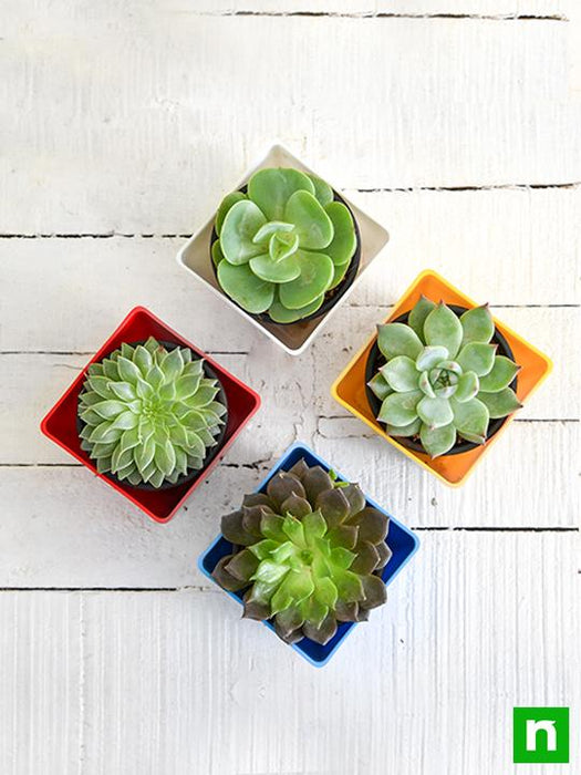 succulent rose shaped Buy Top 4 Rose Shaped Succulent Pack online from Nurserylive at lowest price