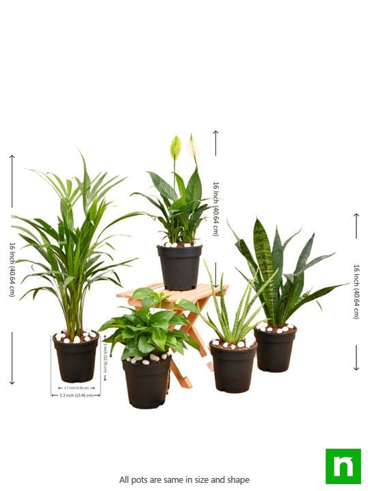 Buy Cassia fistula, Golden shower Tree, Bahava - Plant online from ...