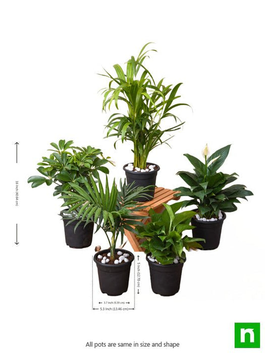 top 5 indoor garden plants to remove air toxins 