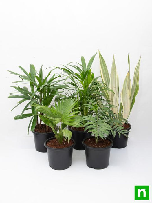 top 5 indoor palm plants pack 