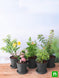 Product image thumbnail 3