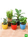 top 5 plants to attract money 