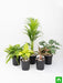 top 5 shade tolerant indoor plants for home 