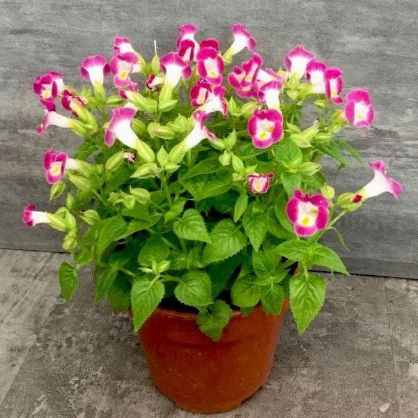 torenia (pink) - plant