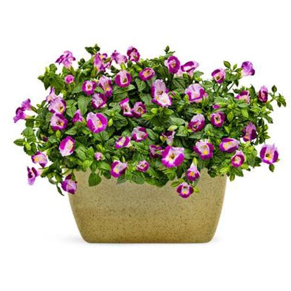 torenia (purple) - plant