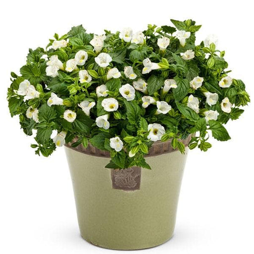 torenia (white) - plant