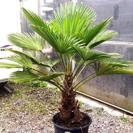trachycarpus wagnerianus - plant