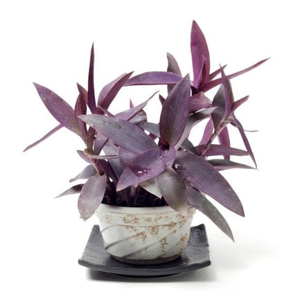 purple queen plant indoors Buy Tradescantia Pallida, Purple Queen, Purple Secretia