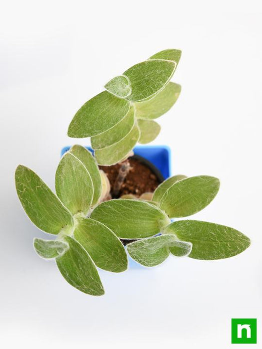 tradescantia sillamontana - plant