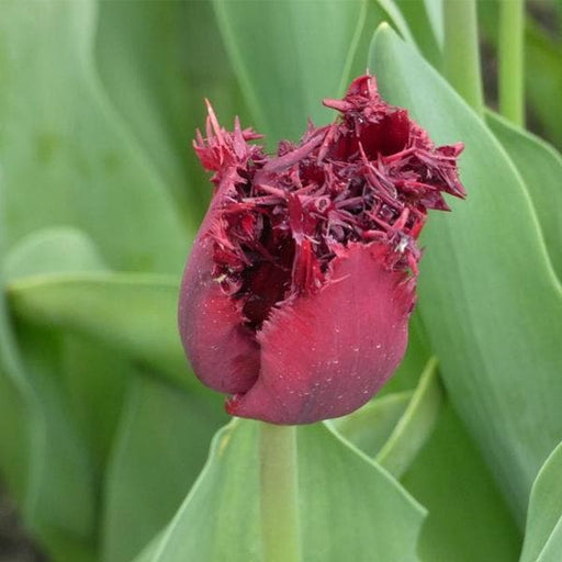 tulip labrador (wine color) - bulbs (set of 5)