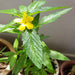 turnera ulmifolia - plant