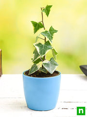 variegated english ivy - plant