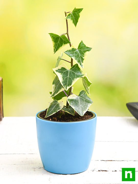 variegated english ivy - plant
