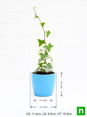 variegated english ivy - plant