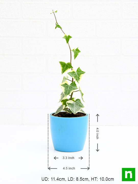 variegated english ivy - plant