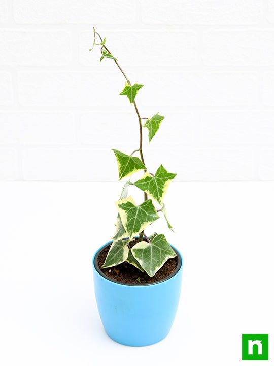 variegated english ivy - plant