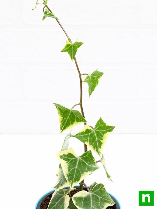 variegated english ivy - plant