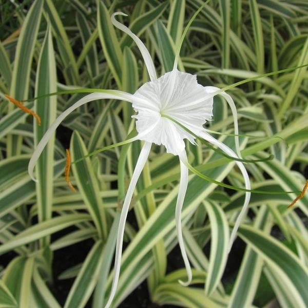 spider lily price Buy Variegated Spider Lily