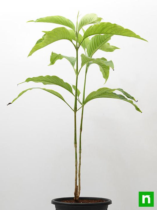 vasaka - plant