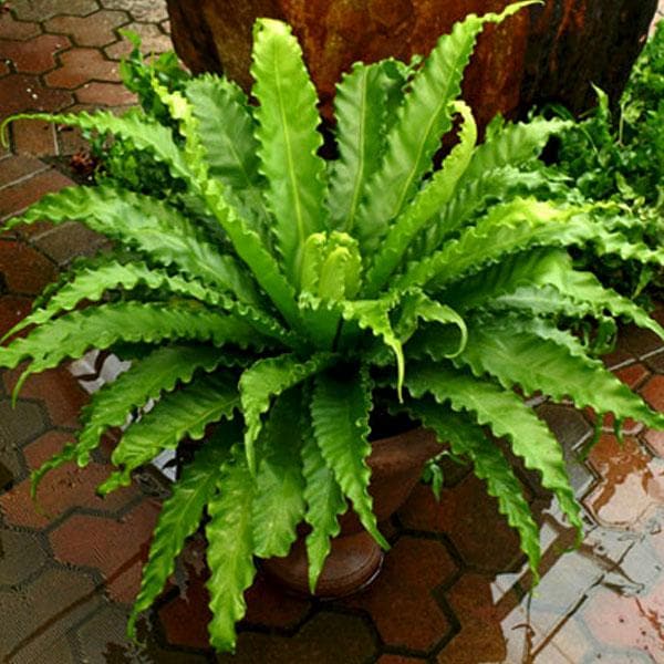 birds nest fern online Buy Victoria Bird Nest Fern, Asplenium Victoria