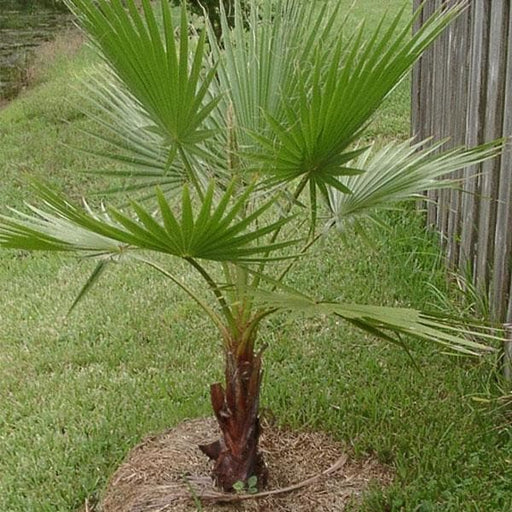 desert fan palm - plant