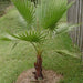 desert fan palm - plant